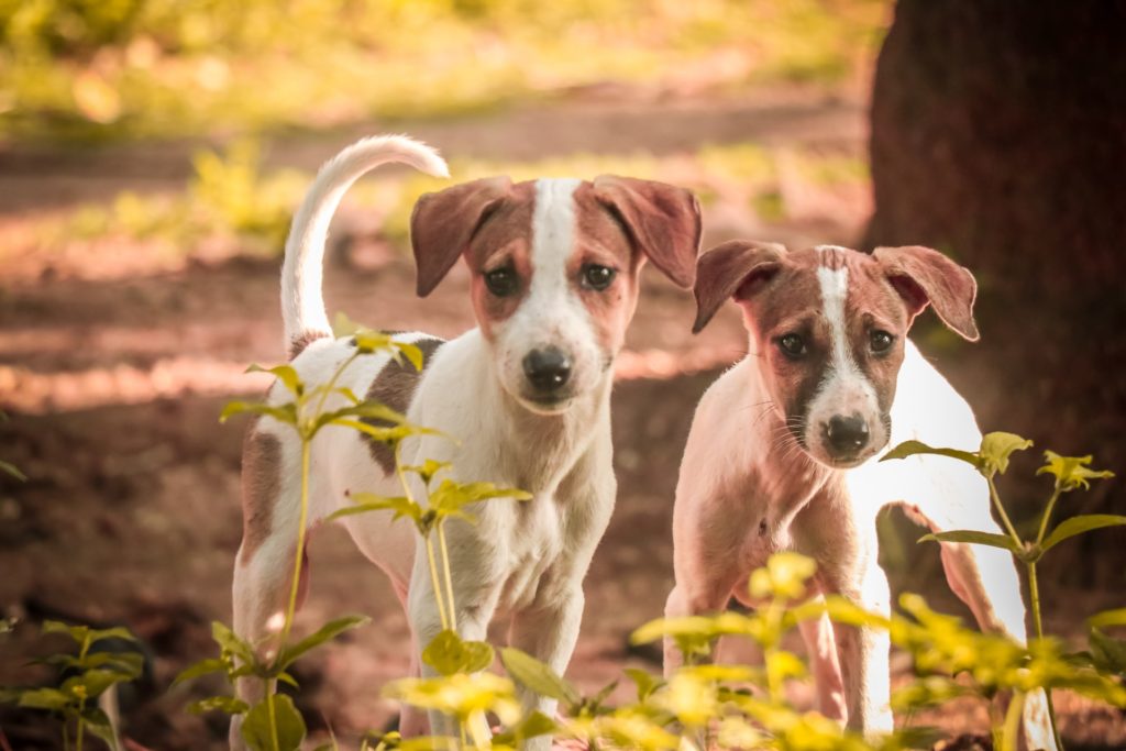 Mudhol dog puppies