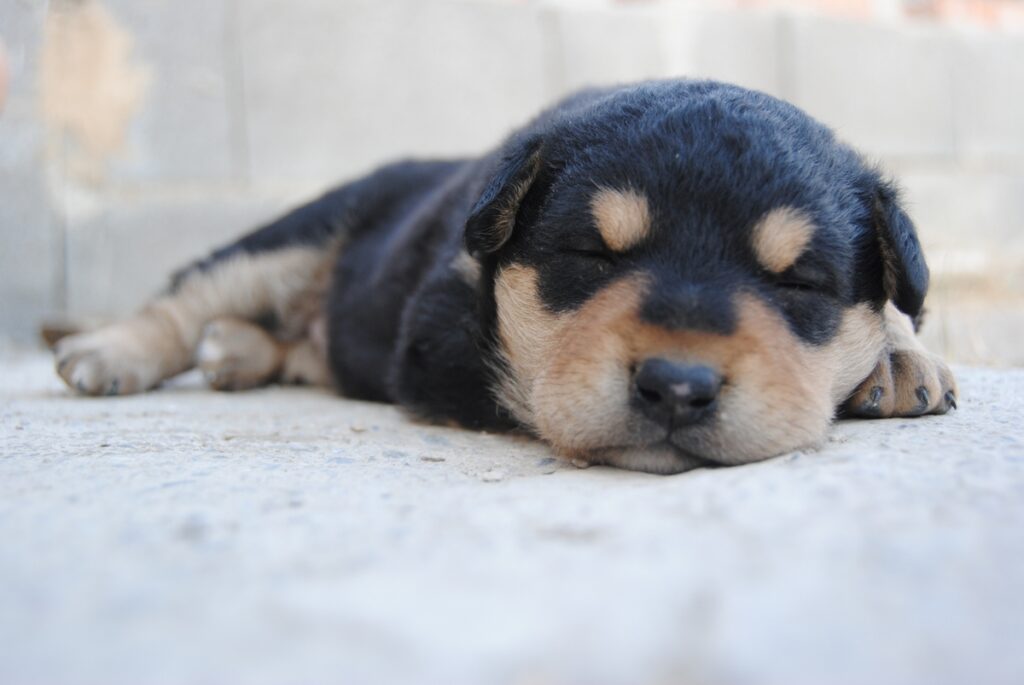 Mudhol dog puppy napping